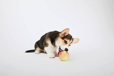 Can Dogs Eat Apples?