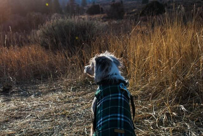 Do Dogs Really Need Coats in Winter?