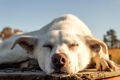 10 How To Cool Down A Dog Tips You Need To Learn Now