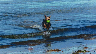 Teaching Dogs To Swim: Step by Step